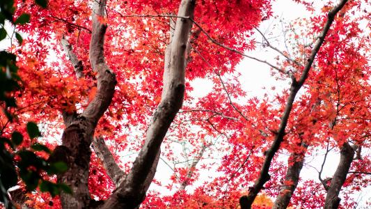 日本京都枫树红叶美景