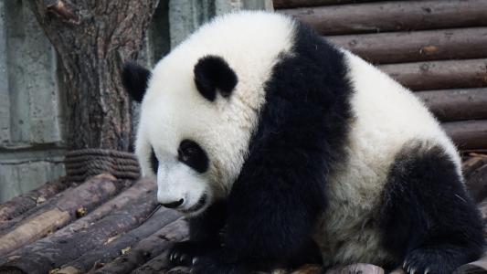呆萌可爱的大熊猫
