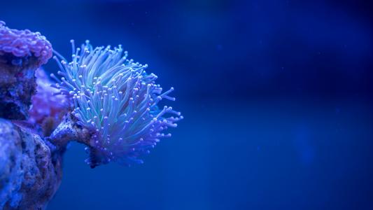 美丽的海底生物之珊瑚