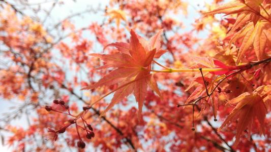 秋季红叶意境美景图